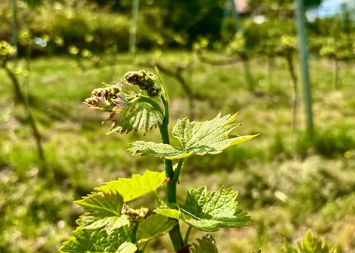 I Winnica - Siedlisko Na Polanie * Lipka Wielka