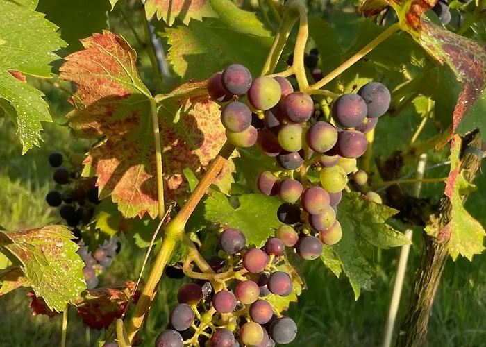 I Winnica - Siedlisko Na Polanie *