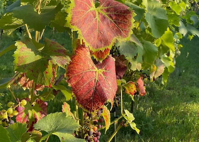 I Winnica - Siedlisko Na Polanie * Lipka Wielka